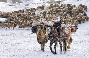 Salon.Photo Gold Medal
